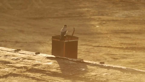 Shot of a crow resting Stock Footage 73975311