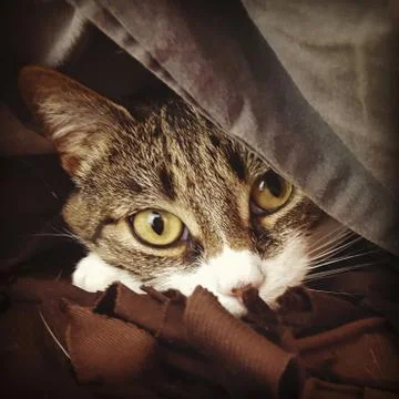 Shot of a cute patterned cat with yellow eyes laying on a brown fabric Stock Photos