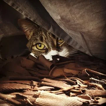 Shot of a cute patterned cat with yellow eyes laying on a brown fabric Stock Photos