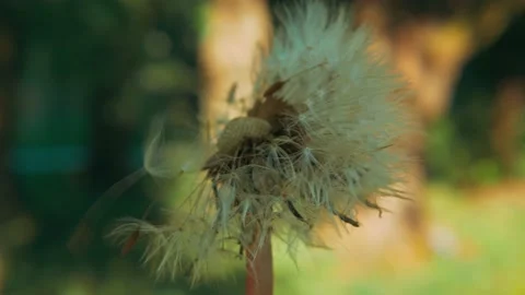 Shot of a dandelion head getting blown away Stock Footage 195943131