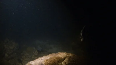 A shot of a dark underwater with fishes Stock Footage