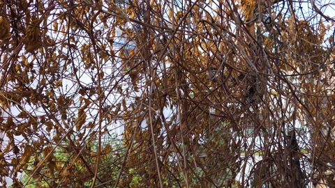 Shot of a dead tree with its branches and dried petals Stock Footage 146152554