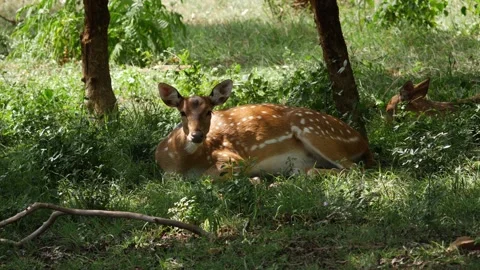 Shot of deer with white spots sitting on grass, Chital deer video clip Stock Footage 156953003