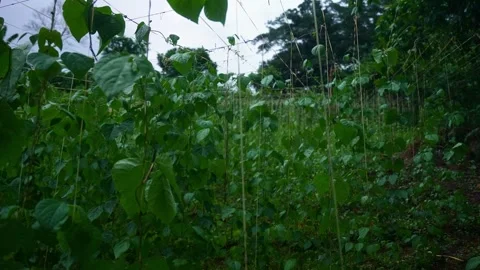A shot of dense rows of climbing plants on trellis poles, green leaves filling Stock Footage 318453500
