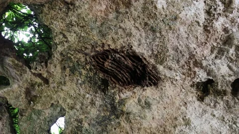 Shot destroyed bee hive in a cave Stock Footage 266999352