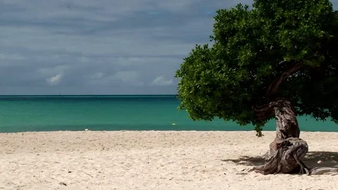 Shot of the divi-divi tree on Eagle Beach in Aruba Stock Footage 76067800