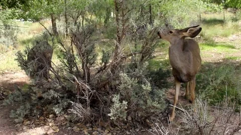 Shot of doe grazing close up Stock Footage 79583660