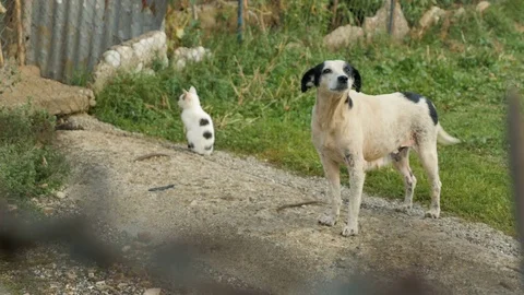 Shot of a dog and a cat in Shkodër, Albania Stock Footage 84679082