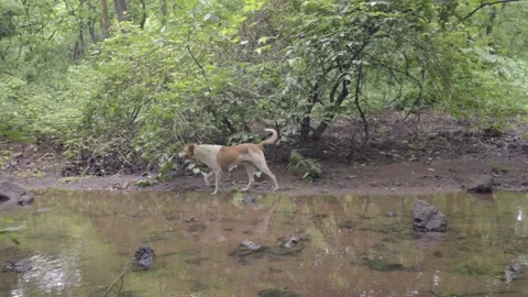 A Shot of Dog Exploring Forest Stream at Yeoor Trek Thane Maharashtra Stock Footage 344273340