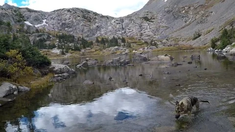 Shot of Dog in Mountain Lake Stock Footage 79574433