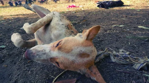 A shot of a dog playing in dust Stock Footage 151777149