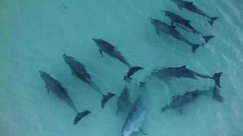 A shot of dolphins playing together Stock Footage 88471086