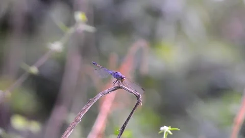 Shot on dragonfly with blurred background Stock Footage 290931852