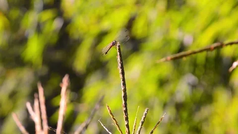 Shot on dragonfly with blurred background 库存影片 290933443