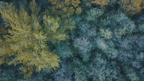 Shot of a drone on different colored trees 動画素材 129451014