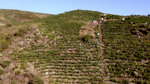 Shot drone general view of the vintage in the canyons in the Ribeira Sacra. HQ Stock Footage 161631391