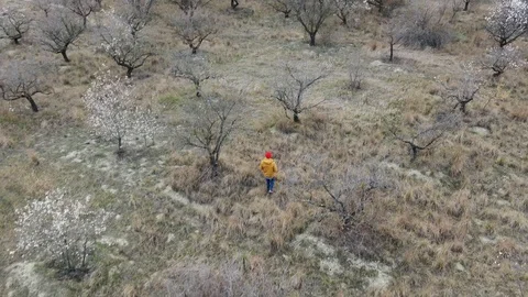 Shot by drone. a man walks through an old almond orchard in bloom Stock Footage 106446193