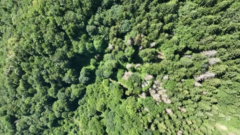 Shot from a Drone Vertically Down on a Dense Green Forest. Stock Footage 281007135