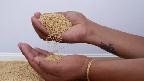 Shot of dropping brown rice from one hand to another Vídeo Stock 147691045