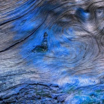 A shot of a dry, cracked, old root with a blue color. Background Foto stock