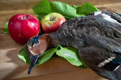 Shot duck and apples on the table Stock Photos