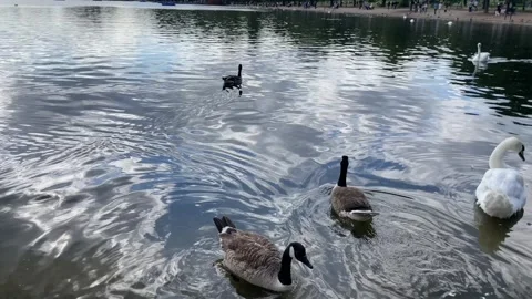 A Shot of Ducks at Serpentine Lake in Hyde Park at London, England Vídeo Stock 307836109