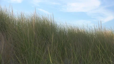 Shot of Dunes blowing in the wind Stockbeeldmateriaal 98909560