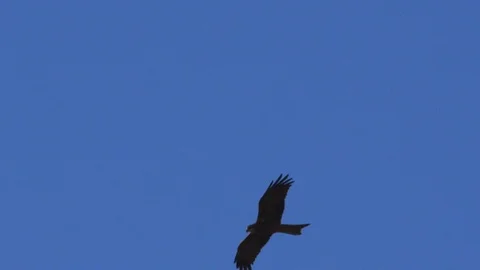 A shot of an eagle flying in slow motion on air Stock Footage 91672068
