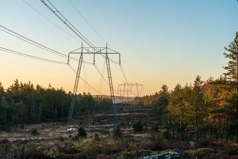 Shot of electro lines in forest Stock Photos