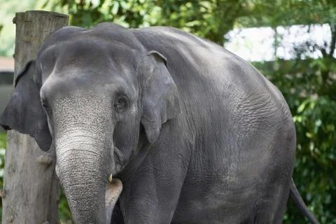 Shot of elephant looking at the camera Stock Photos