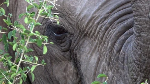 Shot of an elephants eye Stock Footage 83835806