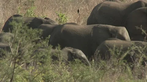 A shot of elephants walking together. Stock Footage 12364406