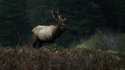 Shot of Elk grazing and licking lips Video stock 79596232