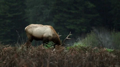 Shot of Elk grazing Video stock 79587476