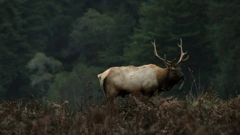Shot of Elk Grazing 스톡 동영상 79587844