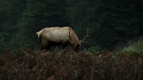 Shot of Elk Grazing 스톡 동영상 79587958
