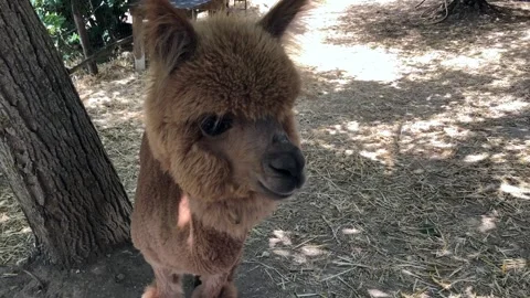 Shot of an enchanted alpaca on the farm Stock-Footage 219745420