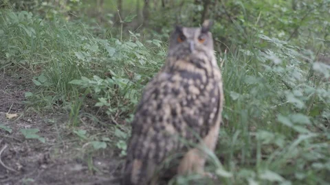 Shot of Eurasian eagle-owl coming to focus, looking directly to camera Stock Footage 113615911