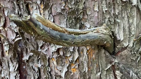 Shot of an exotic bark tree trunk 库存影片 135839852