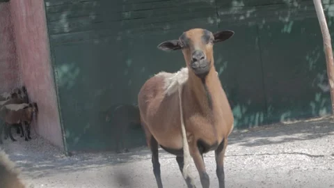 Shot of an Exotic Goat Observing Stock Footage 219267275