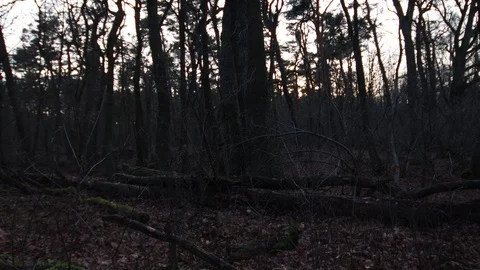 Shot from a fallen tree uprooted in the sick forest Stock Footage 123979035