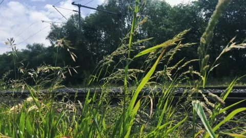 Shot fast passing Regional  train rail traffic strong breeze wavering grass Stock Footage 278537308