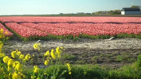A shot of a field in the Netherlands of red tullips Stock Footage 128712462