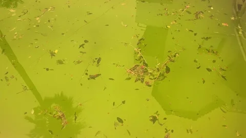 Shot of a filthy swimming pool with algae-filled water and fallen foliage Stock Footage 310187000