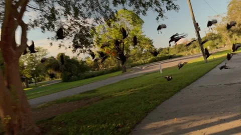 A shot of a flock of ducks taking flight on a sunny morning in Pasadena, Texas. Stock Footage 345808428