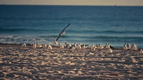 Shot of Flock of Seagulls On a beach in Florida or East Coast Stock Footage 280507752