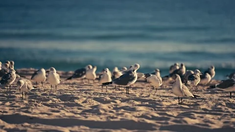 Shot of Flock of Seagulls On a beach in Florida or East Coast Видео 280507755