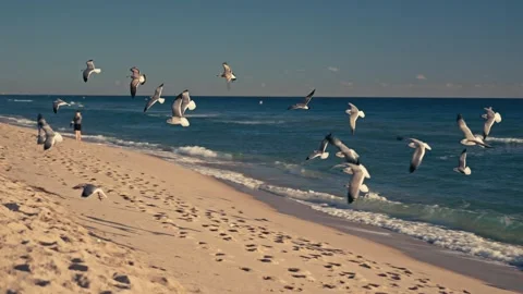 Shot of Flock of Seagulls On a beach in Florida or East Coast 库存影片 280507756