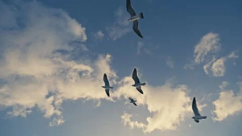Shot of Flock of Seagulls flying overhead over a moving yacht Sunset Stock Footage 280703690