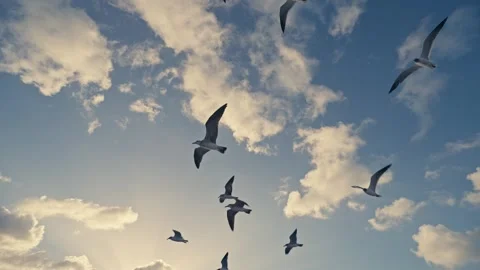Shot of Flock of Seagulls flying overhead over a moving yacht Sunset 库存影片 280703703